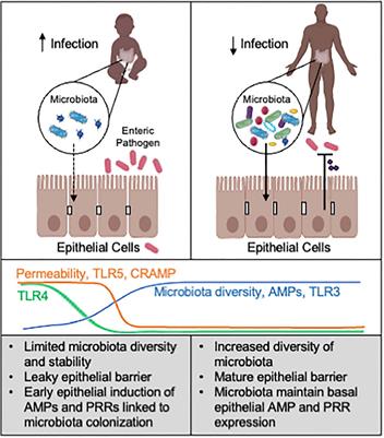 Neonatal microbiota-epithelial interactions that impact infection